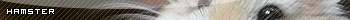 Hamster