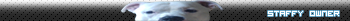 staffy owner